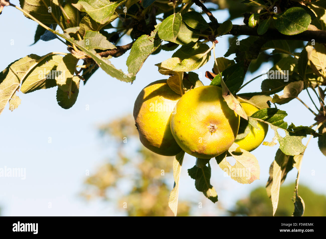 Le mele della varietà Nonpareil cresce su un albero. Foto Stock