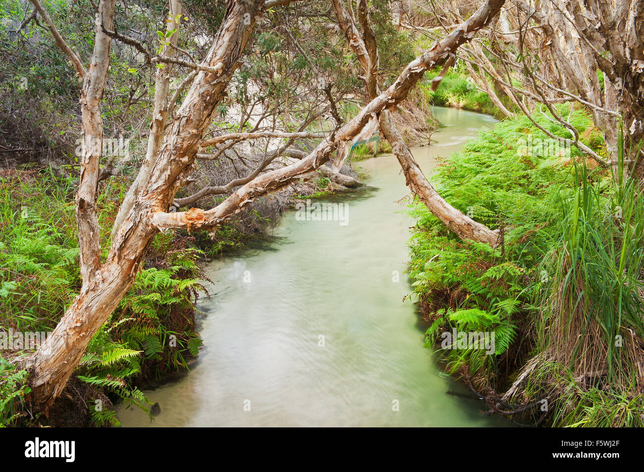 Alberi da tè su Eli Creek, una delle principali attrazioni di Fraser Island. Foto Stock
