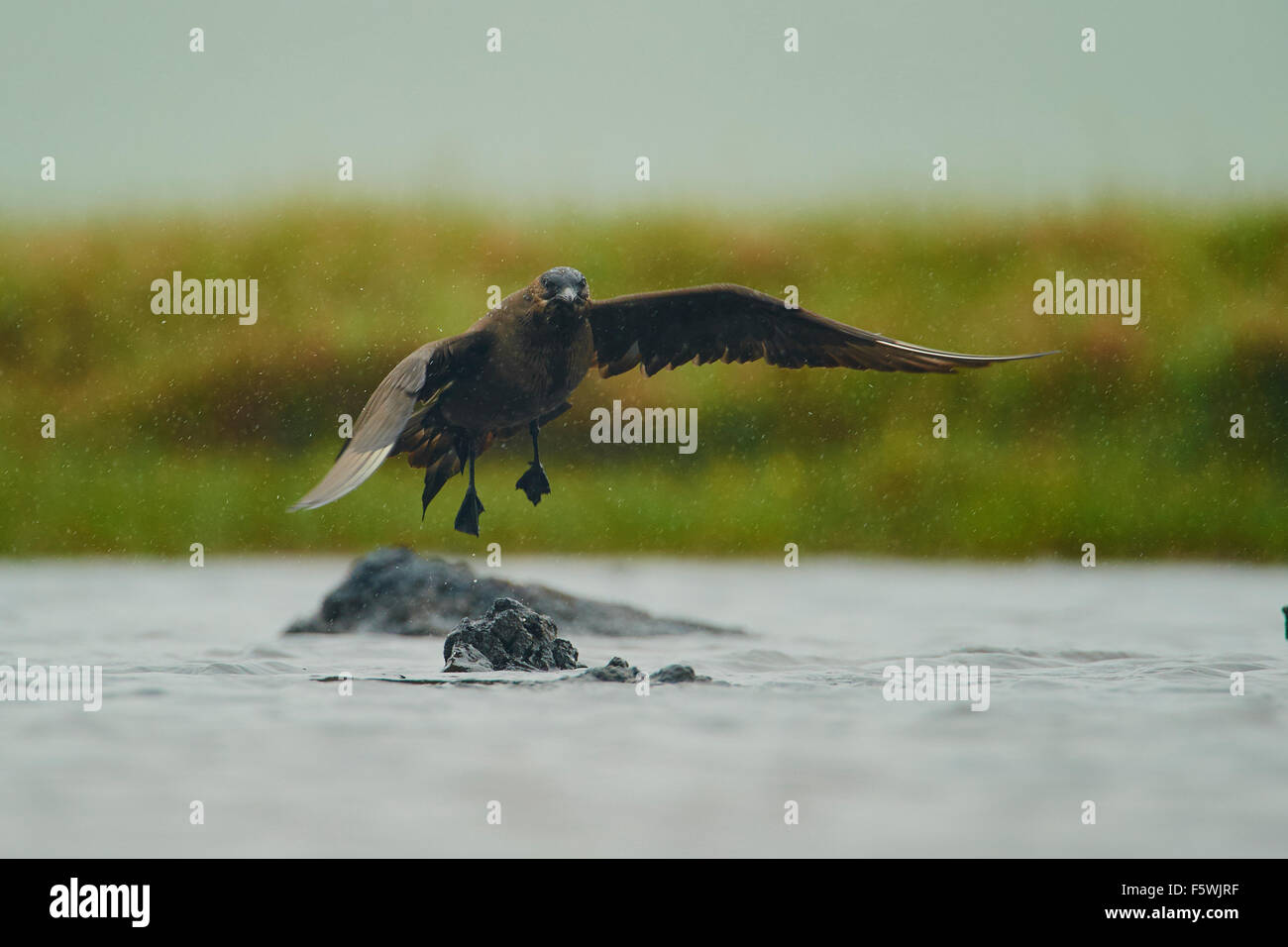 Arctic Skua, Stercorarius parasiticus, scuro (modulo), prendendo il largo da piccole lochan, Fetlar, isole Shetland, Scotland, Regno Unito Foto Stock