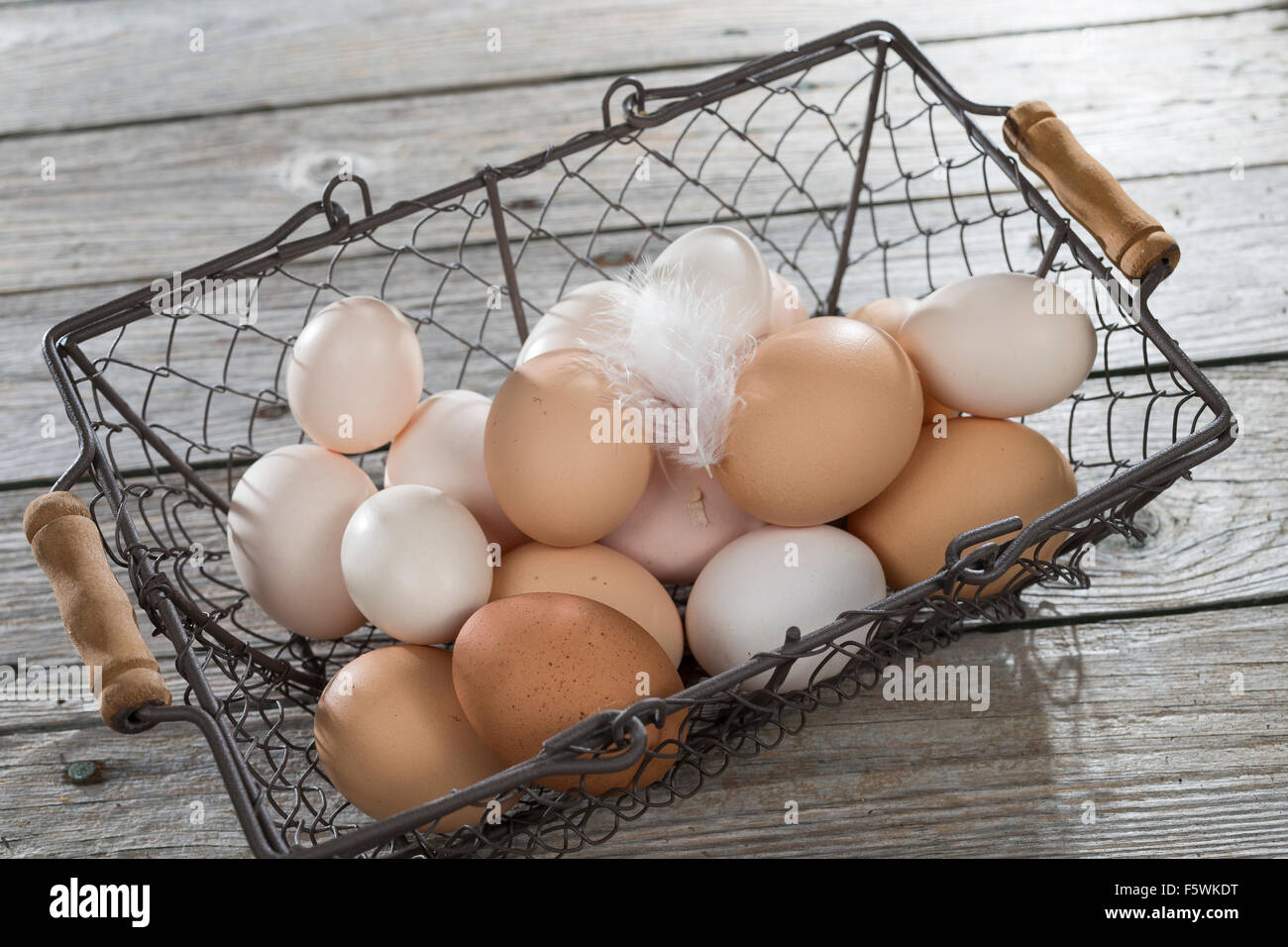 Un uovo di gallina, di gallina uova, Hühnereier, Hühnerei, Eier, Ei, glückliche Eier, freilaufende Hühner, Bioeier, Zwerghuhn, Zwerghühner Foto Stock