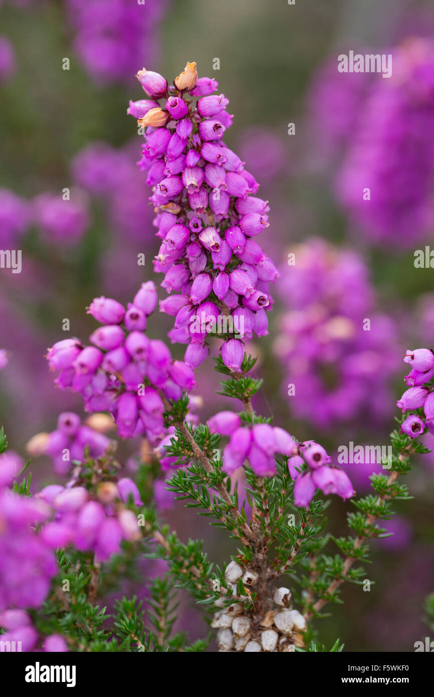 Bell heather, heather-campana, Graue Heide, Grauheide, Glockenheide Graue, Erica Cinerea, La Bruyère cendrée, Heidekrautgewächse Foto Stock