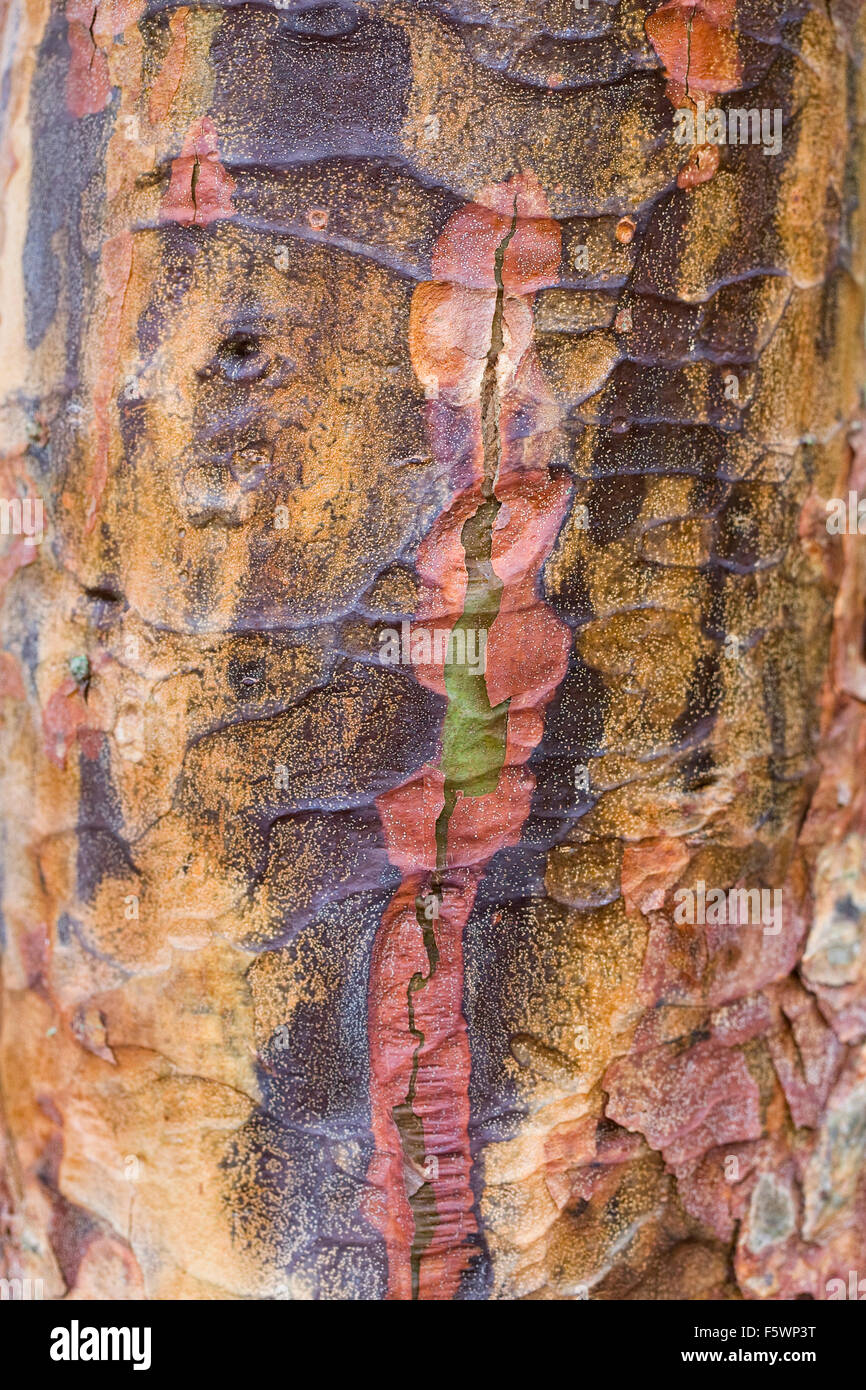 Corteccia di Acer griseum d'inverno. Foto Stock