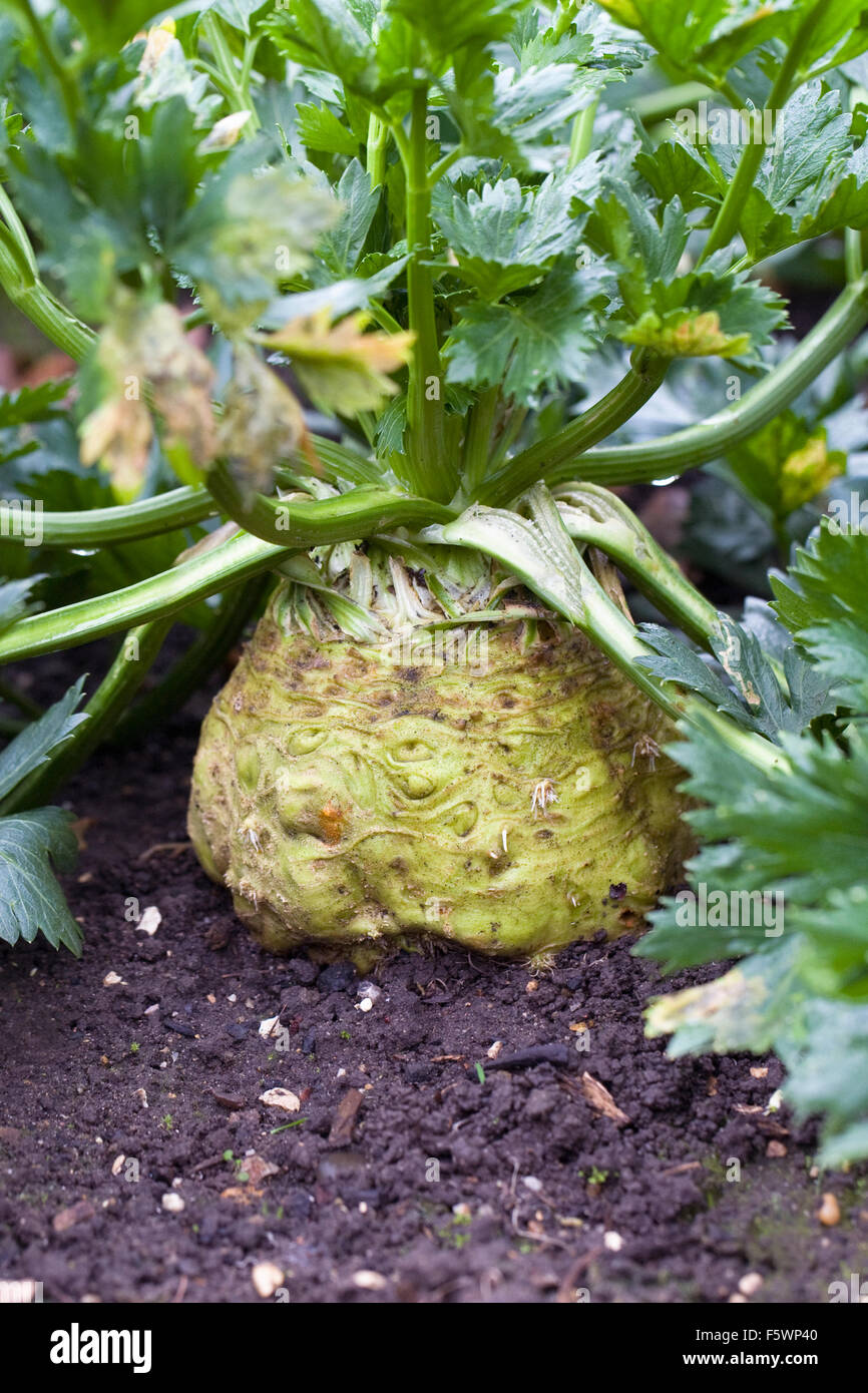 Apium graveolens var. rapaceum. Il sedano rapa 'Monarch' in crescita in un orto. Foto Stock