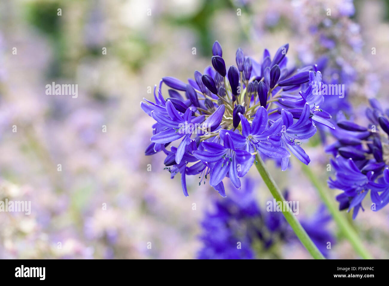 Agapanthus 'Valle Taw". Foto Stock