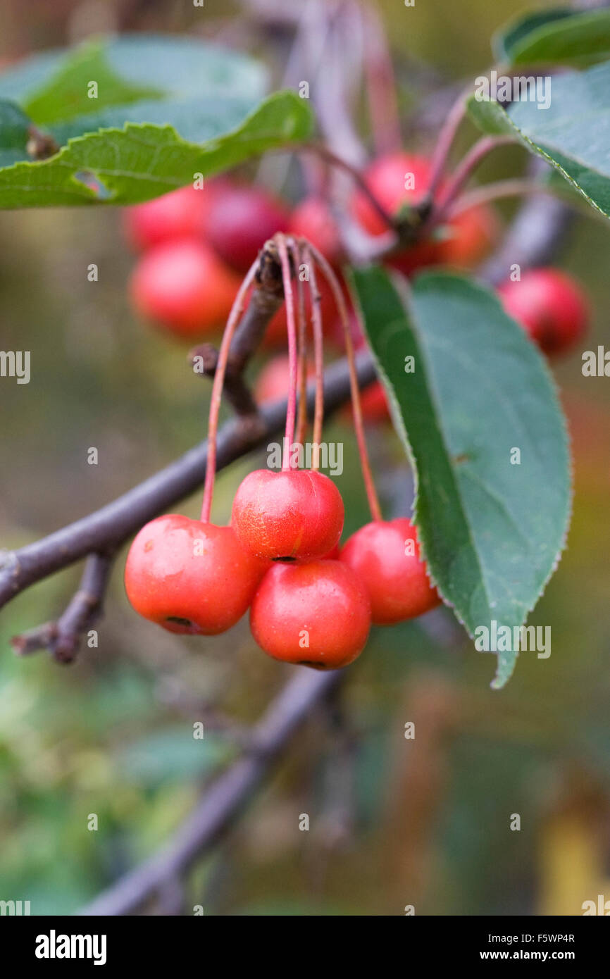 Malus hupehensis. Il granchio mele che crescono in un frutteto in inglese. Foto Stock Malus hupehensis. Il granchio mele che crescono in un frutteto in inglese. Foto Stock