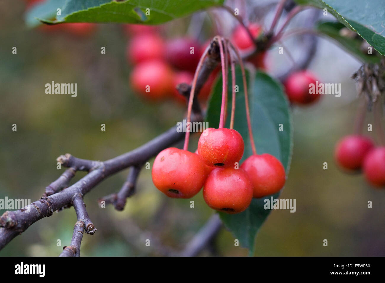 Malus hupehensis. Il granchio mele che crescono in un frutteto in inglese. Foto Stock Malus hupehensis. Il granchio mele che crescono in un frutteto in inglese. Foto Stock