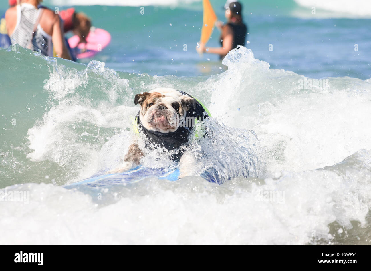 Navigare in cani di partecipare nella Helen Woodward 2015 cane Surf Surf-A-Thon fundraising cane surf contest in Del Mar, California. I cuccioli hanno gareggiato in dimensione-basato riscalda per tutta la mattina e una Best-In-Surf calore nel pomeriggio. Il proprietario ha aiutato i loro cani o Foto Stock