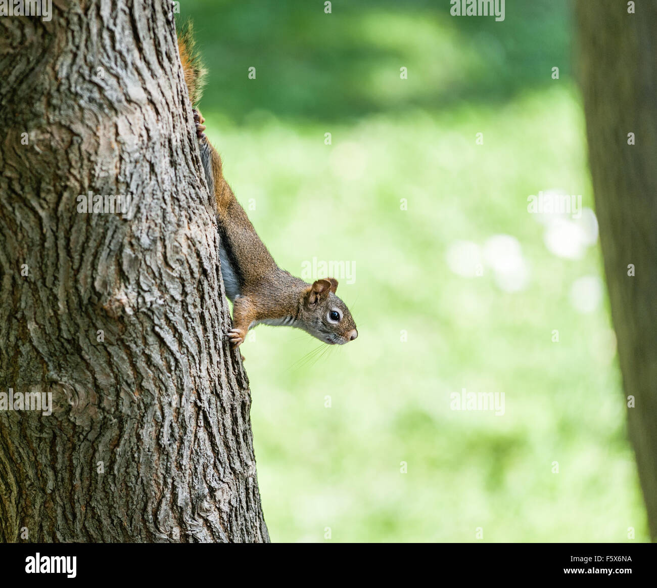 American scoiattolo rosso camminando per albero, guardando fuori contro sfocato sfondo verde. Foto Stock