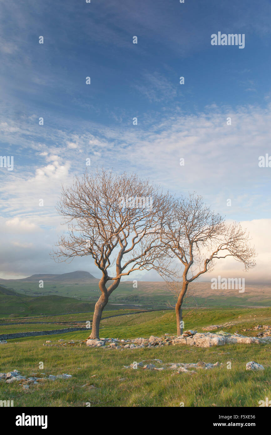 Pen-y-Ghent fotografata da Smearsett cicatrice, vicino a Settle, Craven District, Yorkshire Dales, REGNO UNITO Foto Stock