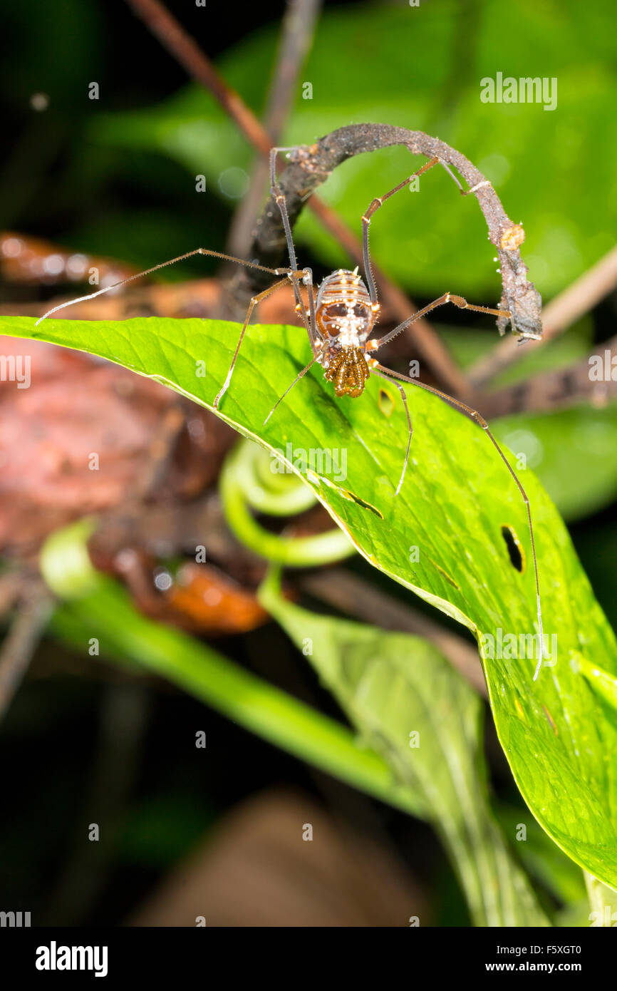 Tropical Daddy Long legs (Phalangid) su una foglia nella foresta pluviale, Ecuador Foto Stock