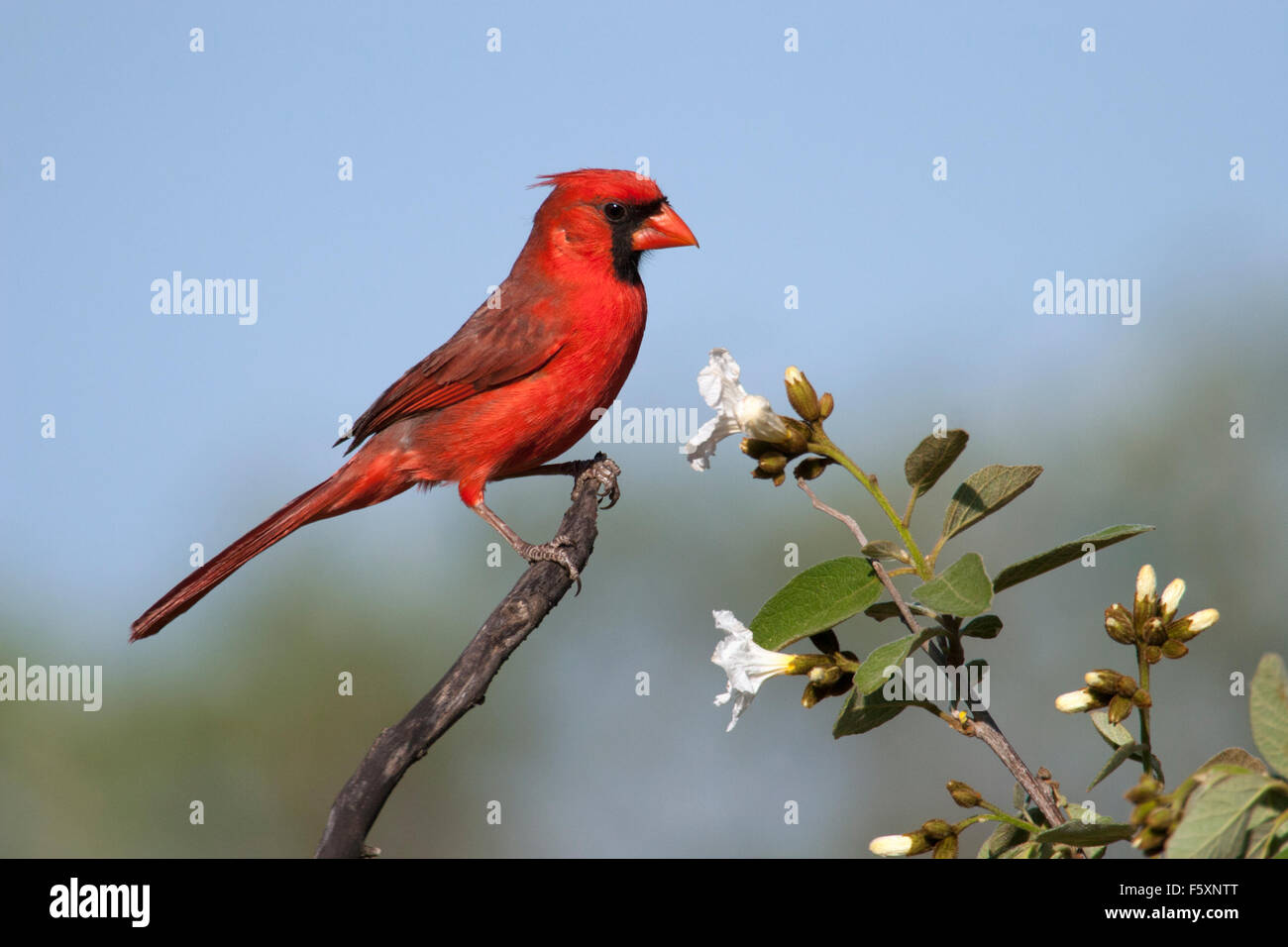 Il cardinale settentrionale (Cardinalis cardinalis) su fioritura Wild Olive tree Foto Stock
