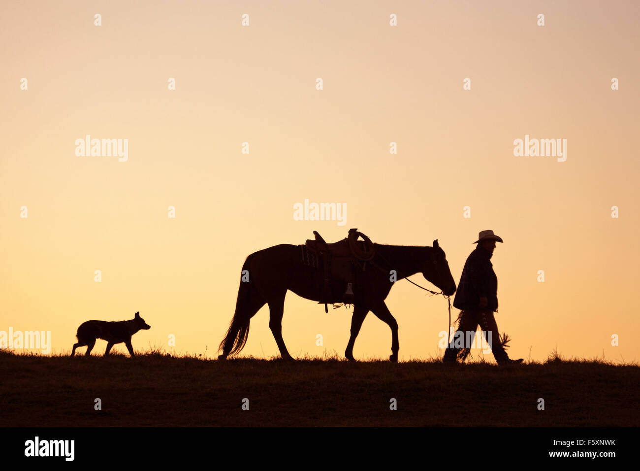 Cowboy guida il suo quarto di cavallo seguito dal suo cane all'alba su un ranch funzionante Foto Stock