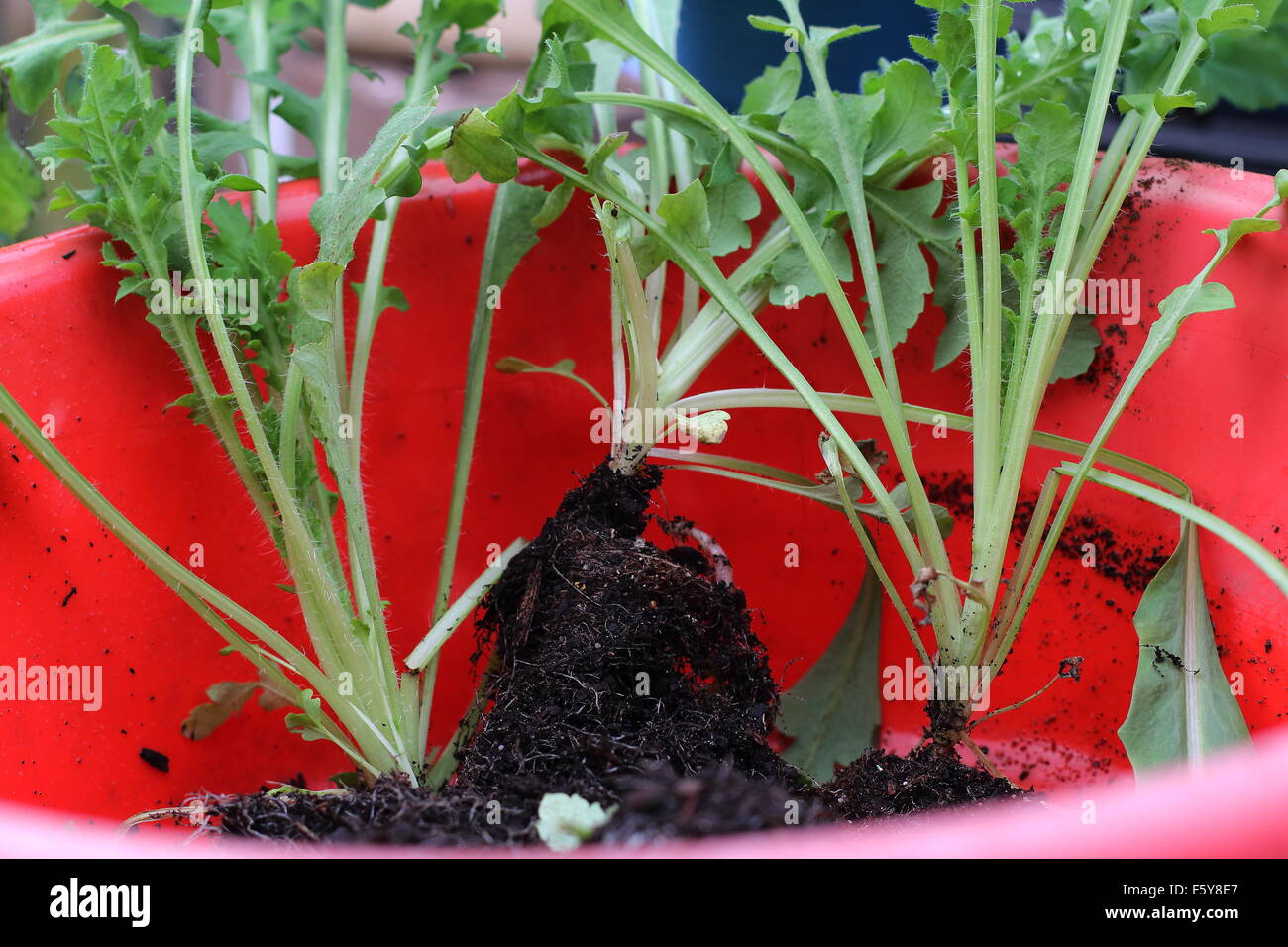 Fiandra di papavero rosso piantine Foto Stock