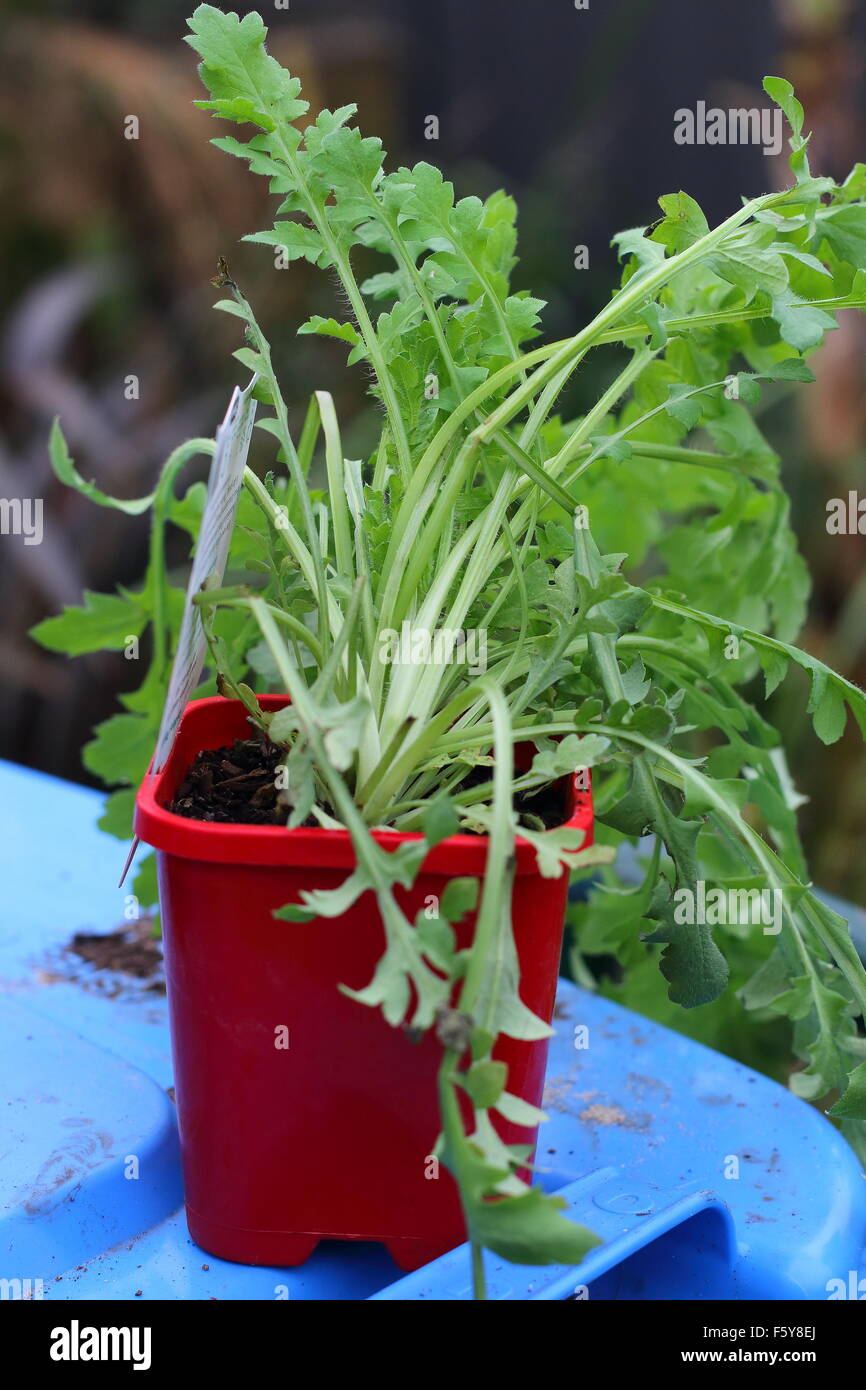 Fiandra di papavero rosso piantine Foto Stock