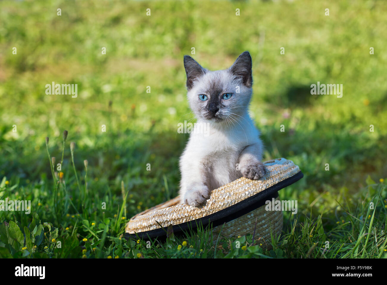 Thai carino gattino seduto in un cappello di paglia Foto Stock