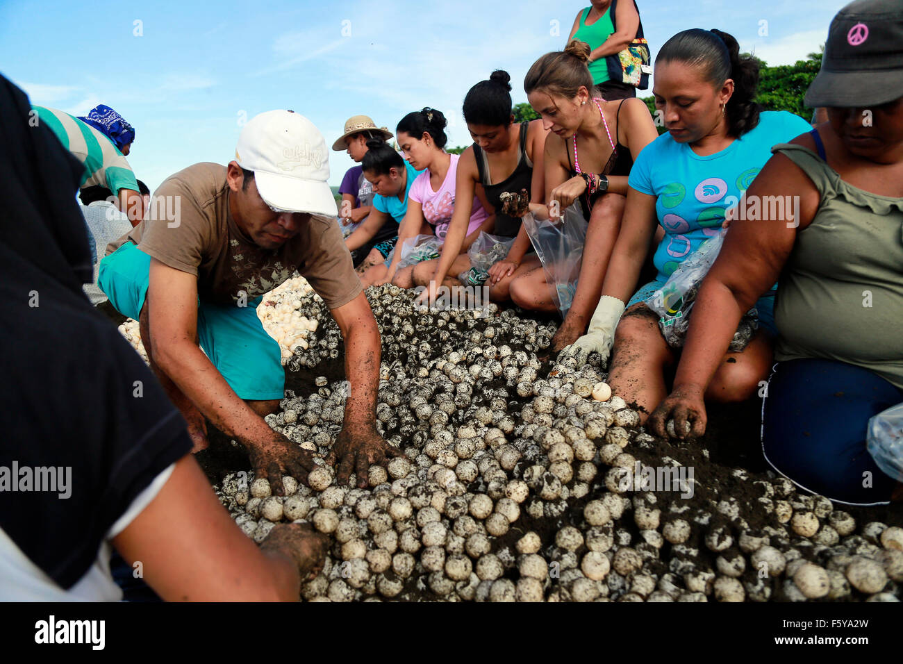 (151110) -- OSTIONAL BEACH, nov. 10, 2015 (Xinhua) -- Immagine presa il 9 novembre 9, 2015 indica i membri dell'Ostional Sviluppo Integrale Association (OIDA) imballaggio Olive Ridley sea turtle le uova sulla spiaggia Ostional, 183 miglia a nord-ovest della capitale San Jose, Costa Rica. Oltre un quarto di milione di Olive Ridley tartarughe di mare aveva lumbered da terra da lunedì mattina al nido a Ostional Beach sulla Costa Rica del nord della costa del Pacifico. Essa è stata il tredicesimo nidificazione di massa di quest'anno e Sabato il numero di arrivi è stata probabilmente la più grande per un singolo giorno negli ultimi anni, secondo il biologo marino Mauricio M Foto Stock