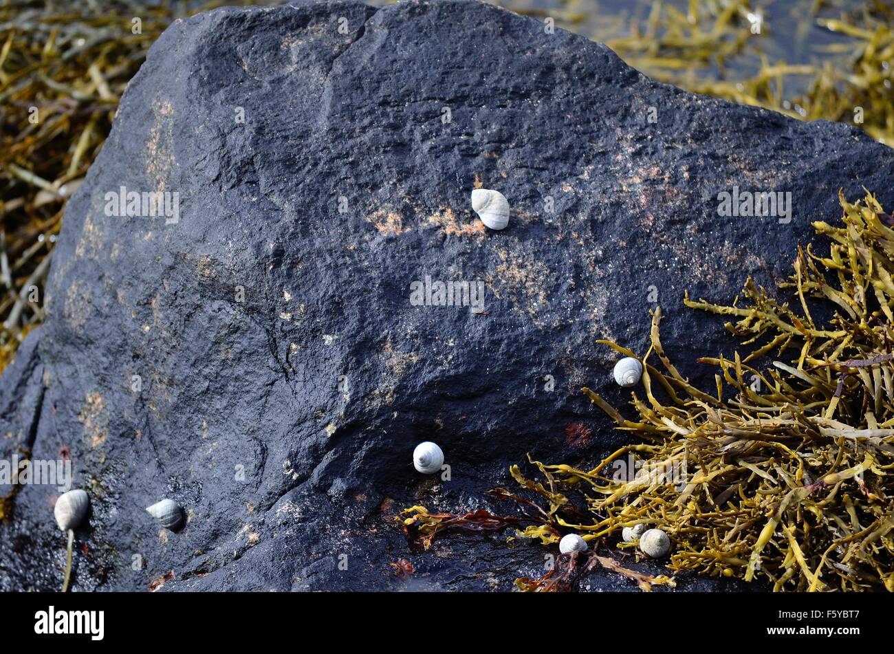 Piccole case di lumaca sul soleggiato mare shore closeup in estate Foto Stock