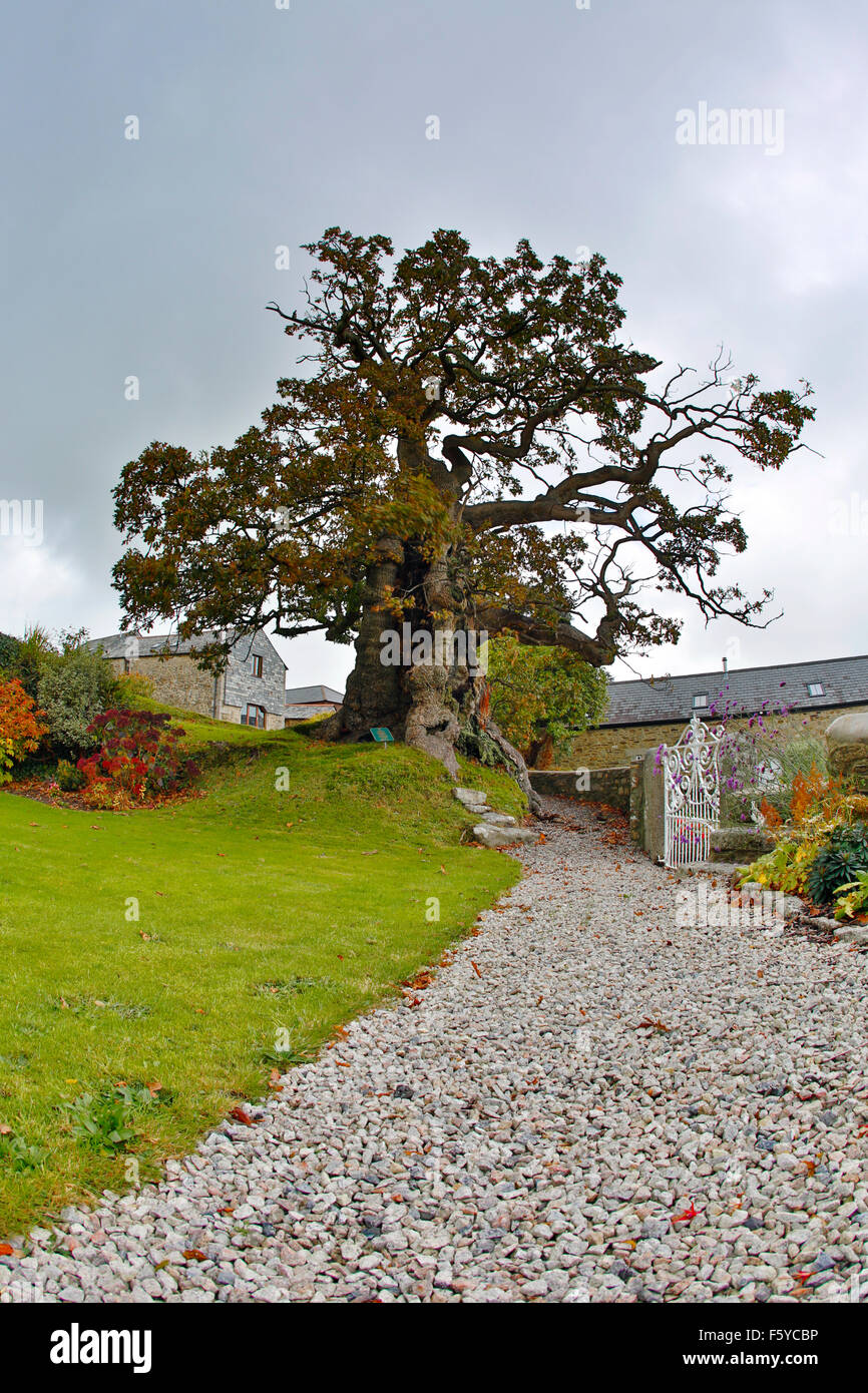 Darley Quercia; Quercus robur antico albero; Bodmin Moor; Cornovaglia Foto Stock
