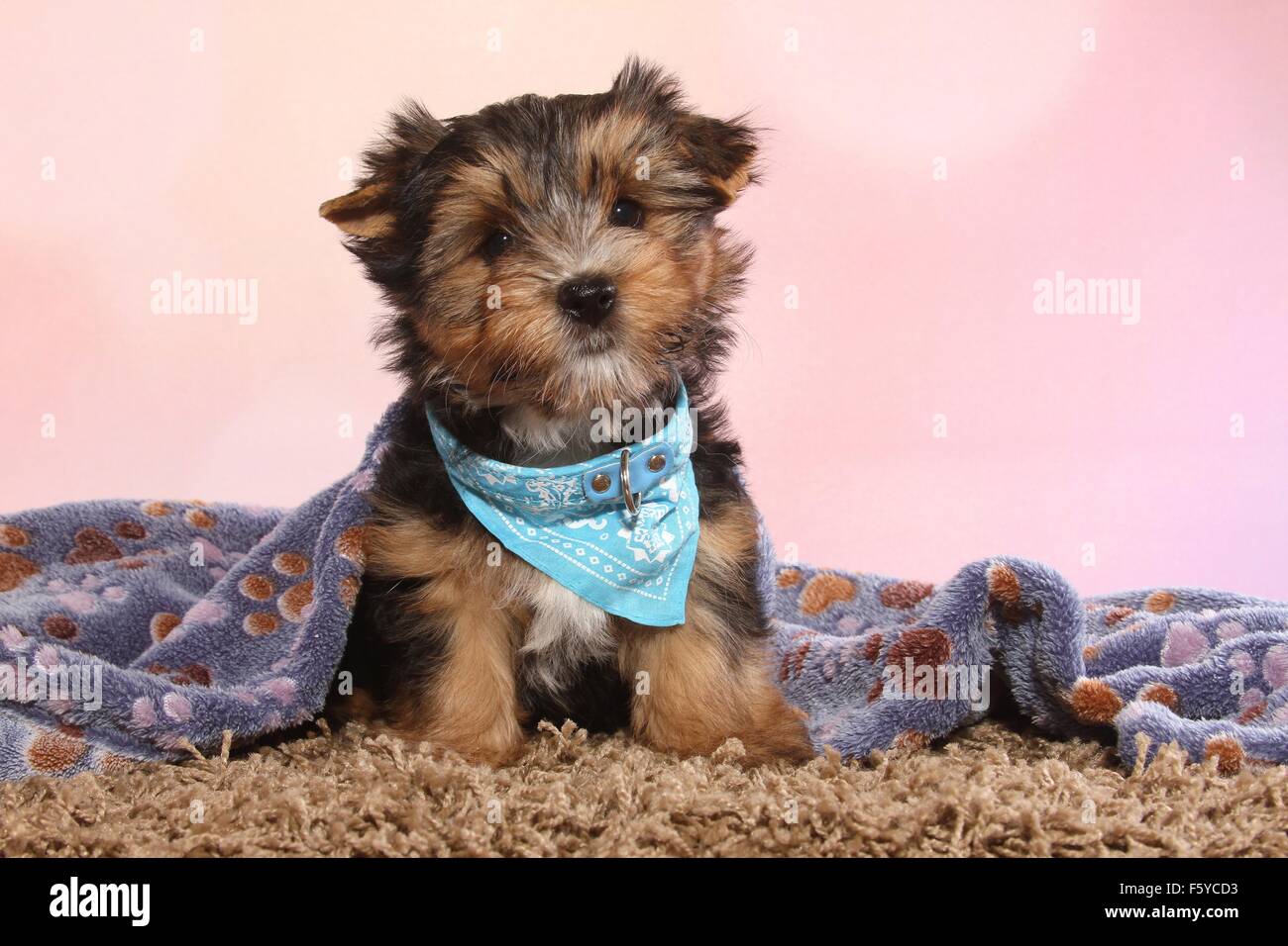 Udienza shorthaired Chihuahua cucciolo Foto Stock