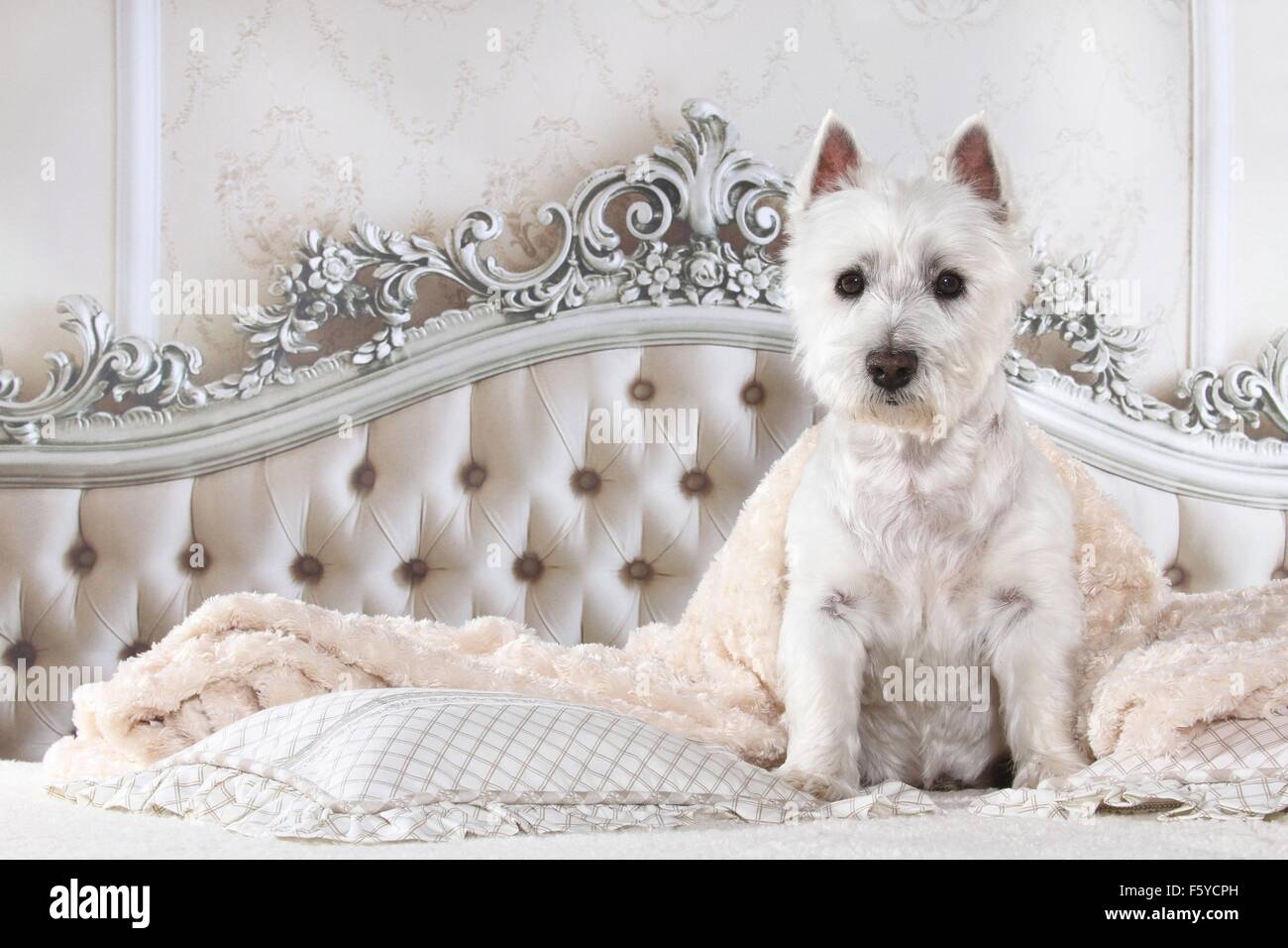 West Highland White Terrier nel letto Foto Stock