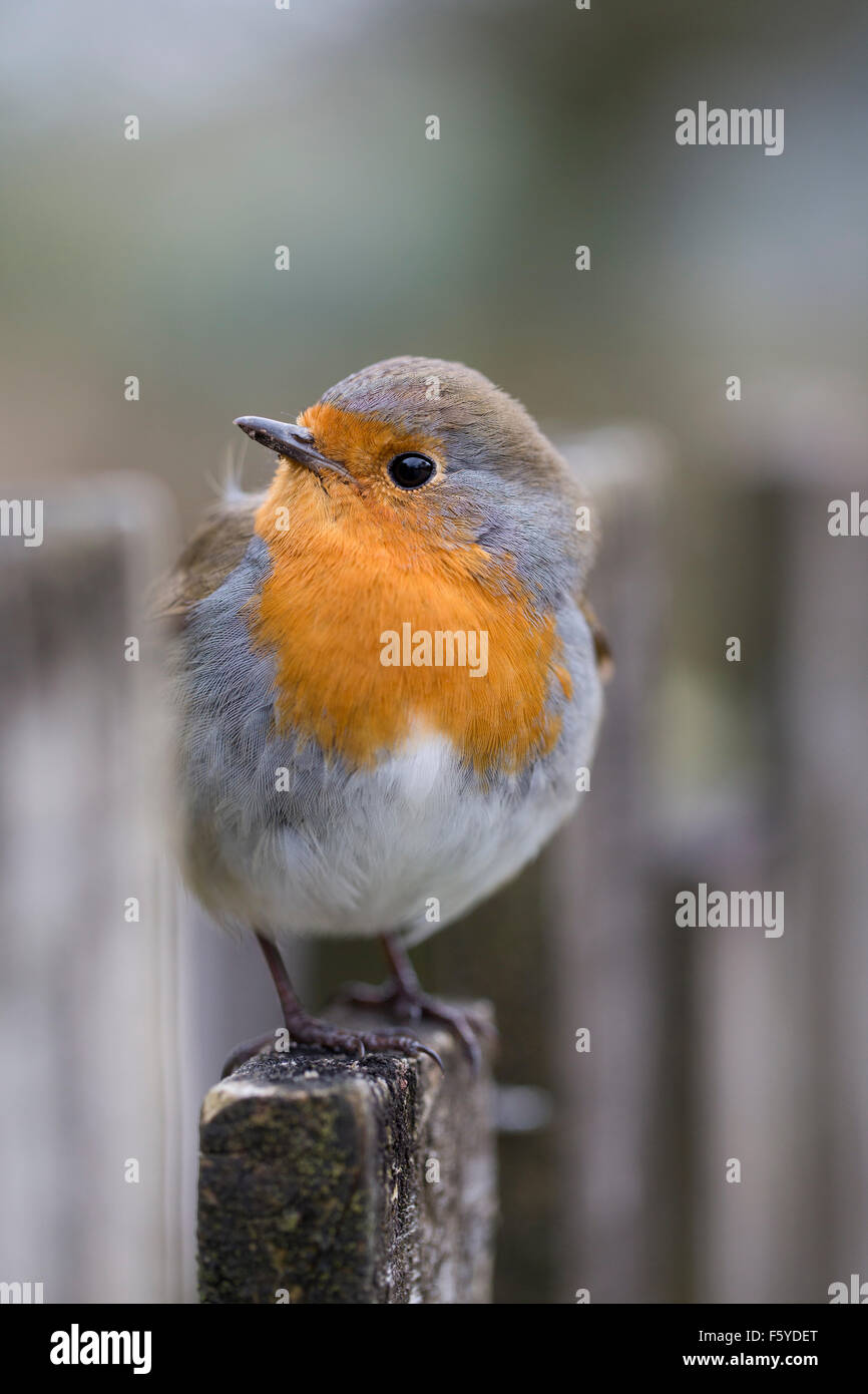 Robin; Erithacus rubecula singolo su Picket Fence; Cornovaglia; Regno Unito Foto Stock