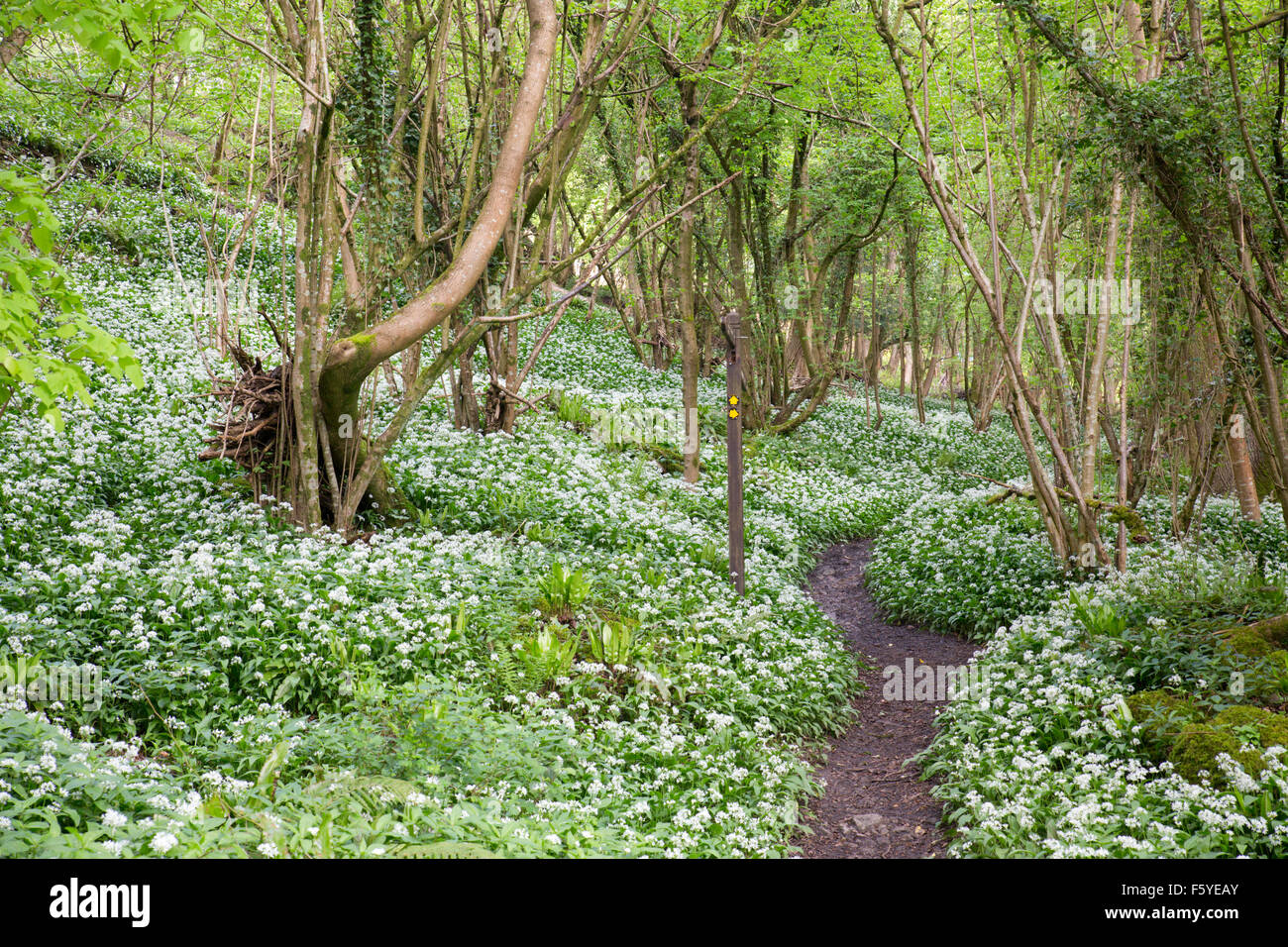 Aglio selvatico o Ramsons; Allium ursinum in fiore; Bosco; Gloucestershire, Regno Unito Foto Stock