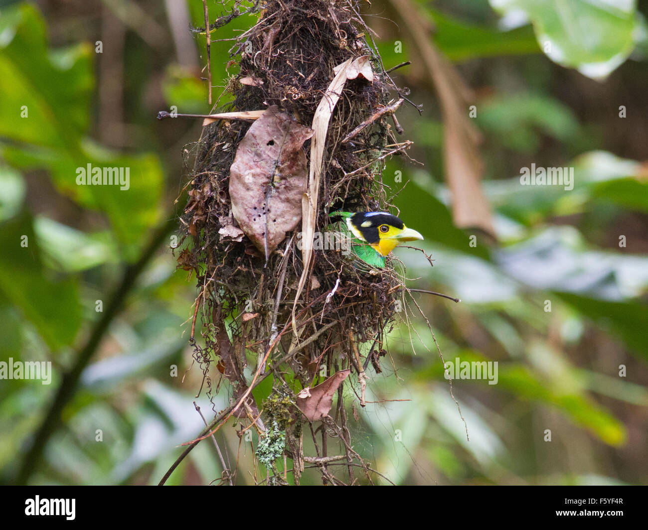 Un Long-tailed Broadbill nella sua parzialmente completato nidificano nella foresta a ovest della Thailandia Foto Stock