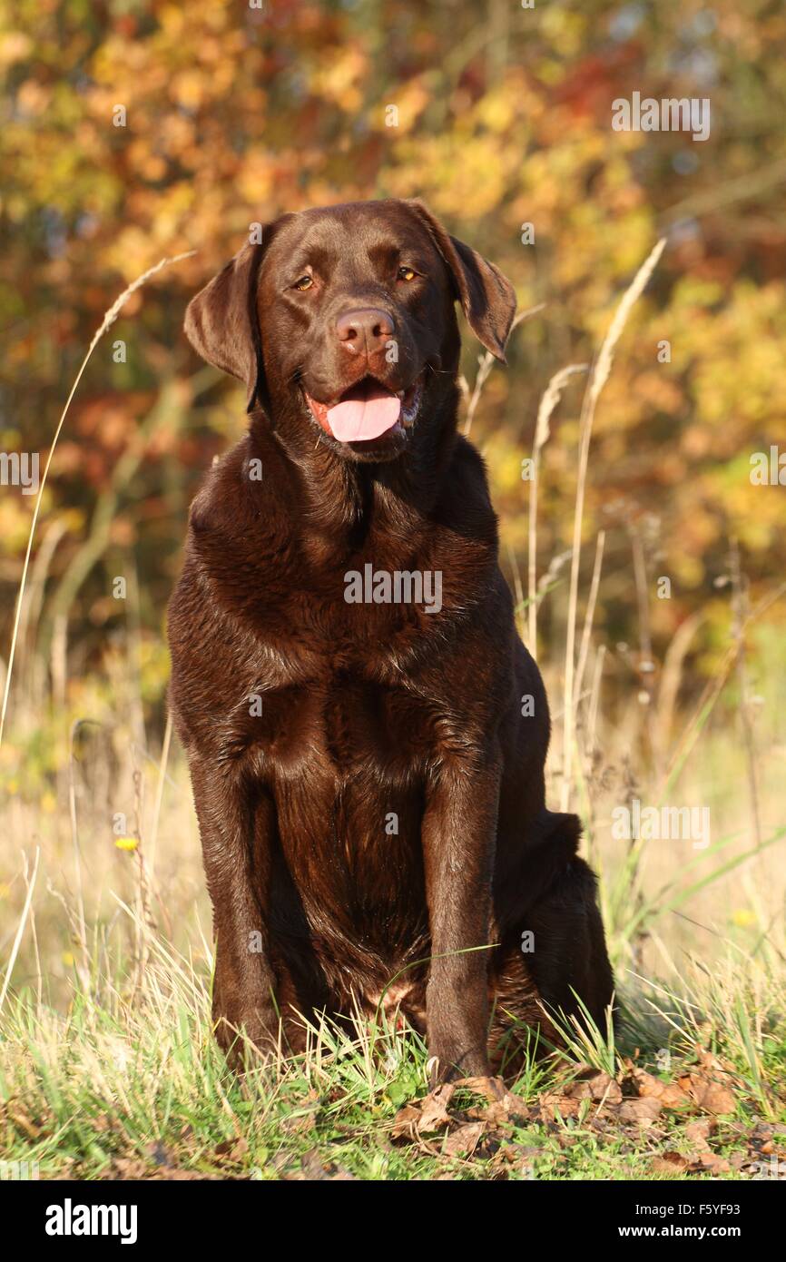 Udienza Labrador Retriever Foto Stock