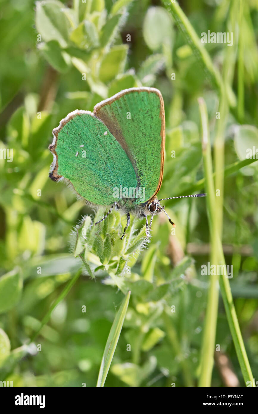 Femmina Hairstreak verde uovo-posa Foto Stock