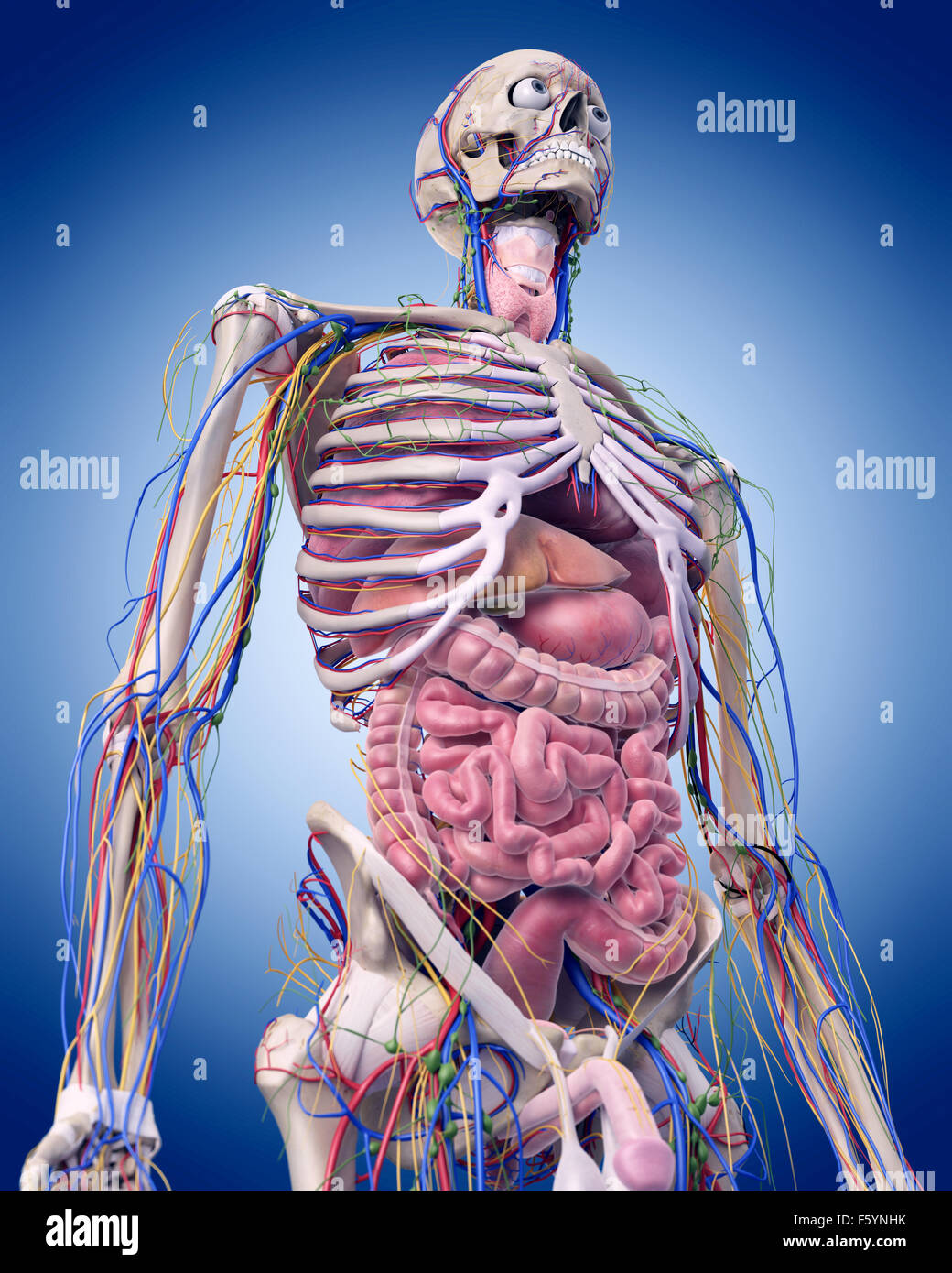 Dal punto di vista medico illustrazione accurata dell'ANATOMIA ADDOMINALE Foto Stock