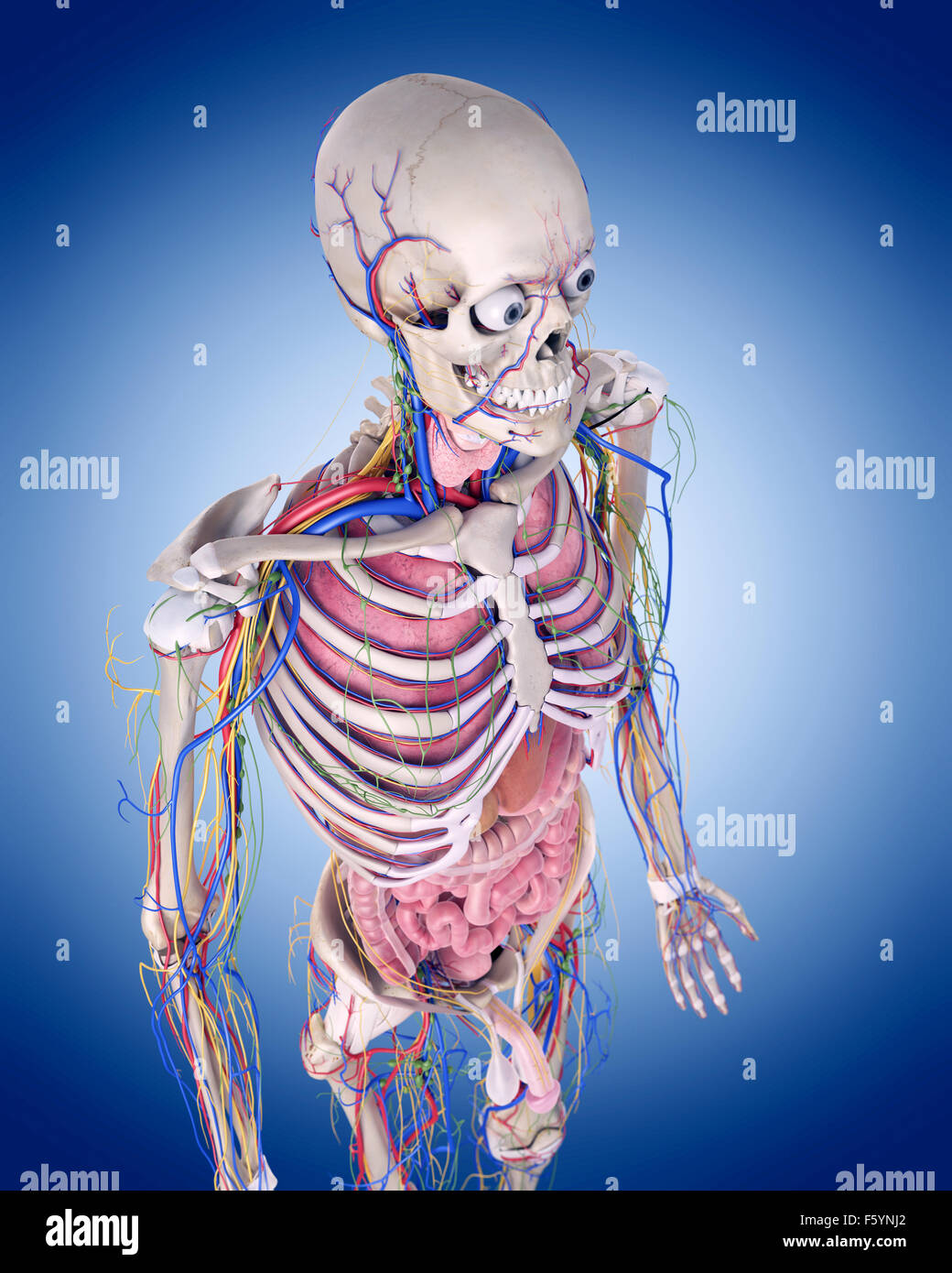 Dal punto di vista medico illustrazione accurata dell'anatomia umana Foto Stock