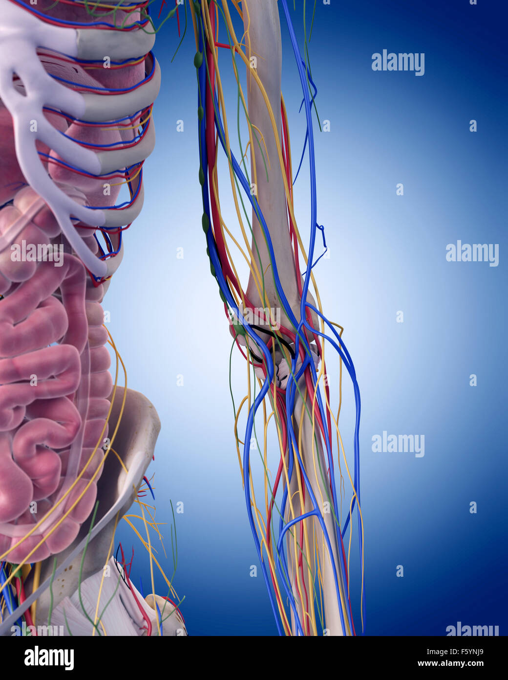 Dal punto di vista medico illustrazione accurata del gomito anatomia Foto Stock