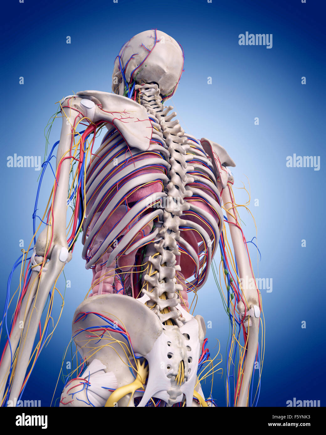 Dal punto di vista medico illustrazione accurata dell'anatomia umana Foto Stock