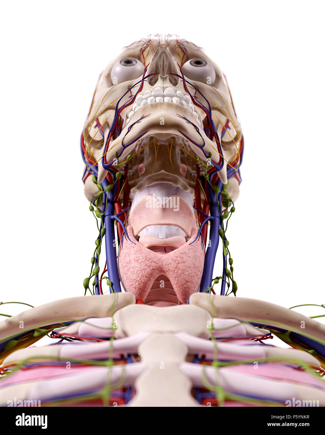 Medical accurata illustrazione della gola anatomia Foto Stock