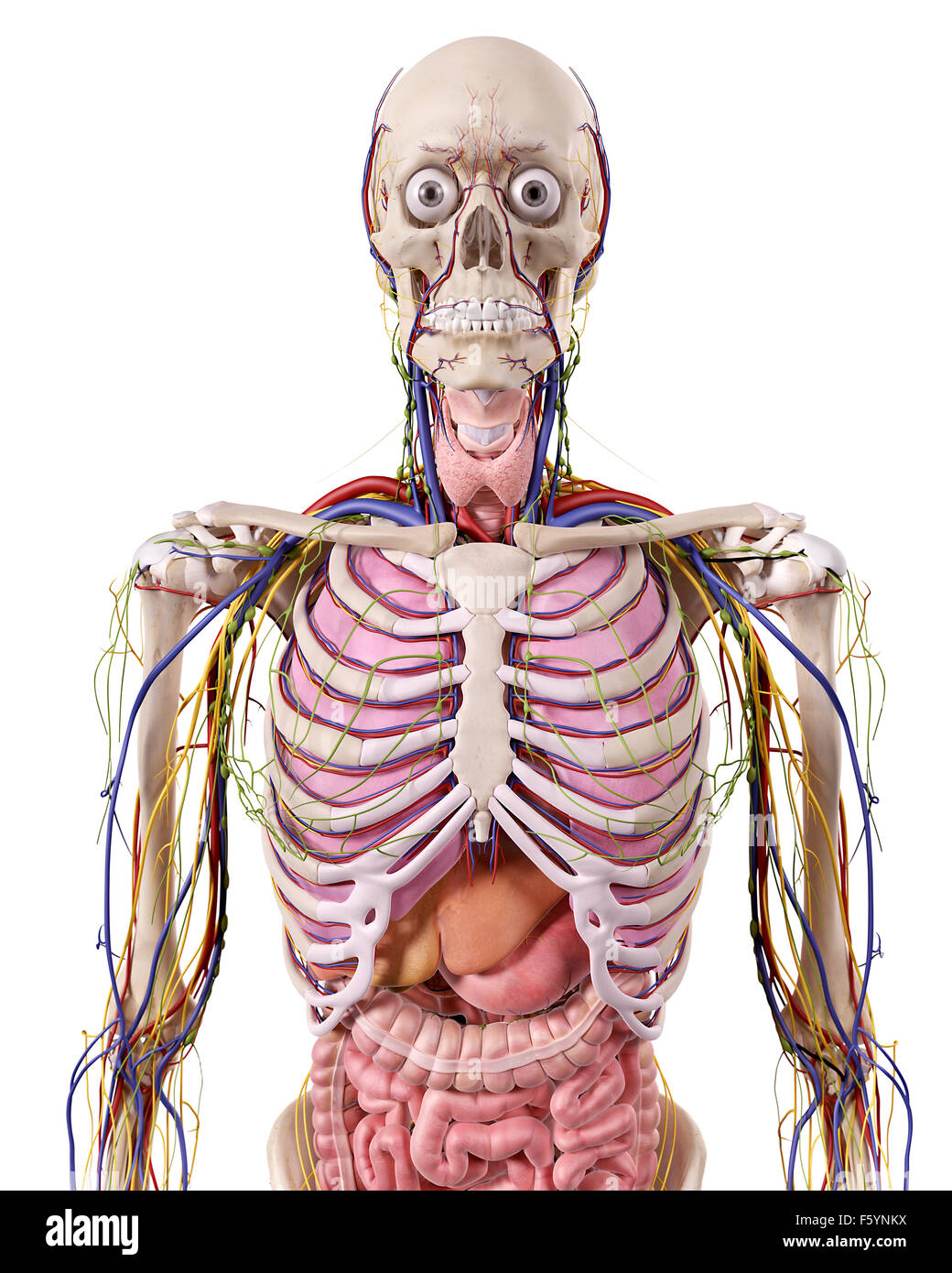 Medical accurata illustrazione del torace anatomia Foto Stock