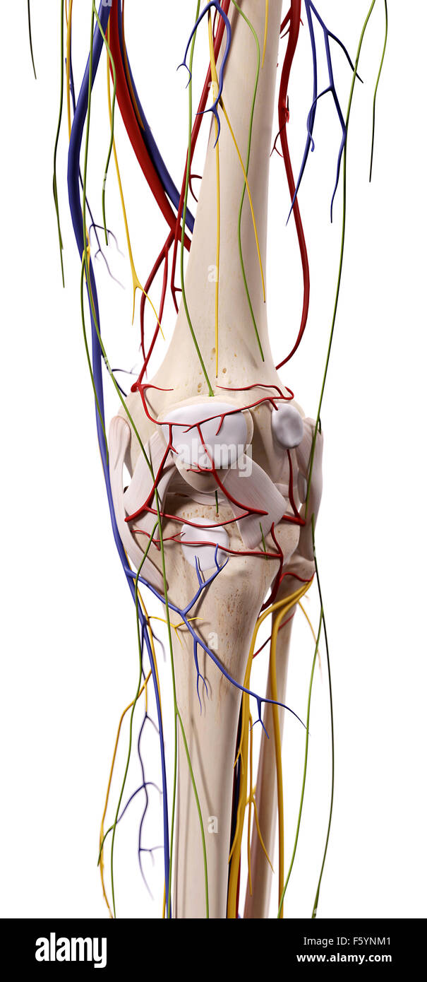 Medical accurata illustrazione del ginocchio anatomia Foto Stock