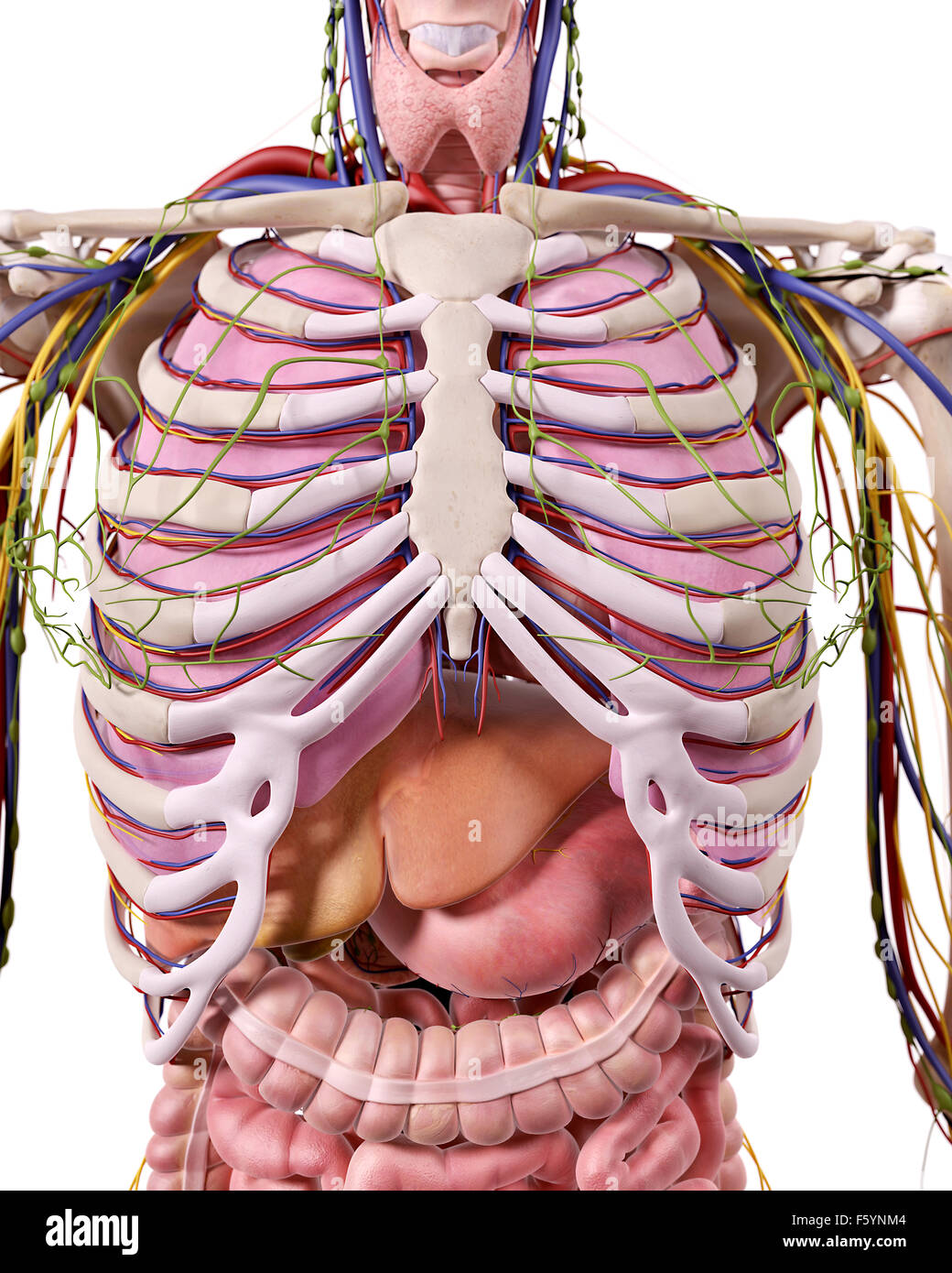 Medical accurata illustrazione del torace anatomia Foto Stock