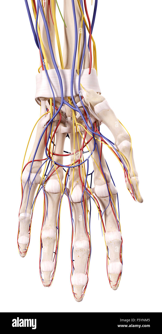 Medical accurata illustrazione della Mano anatomia Foto Stock