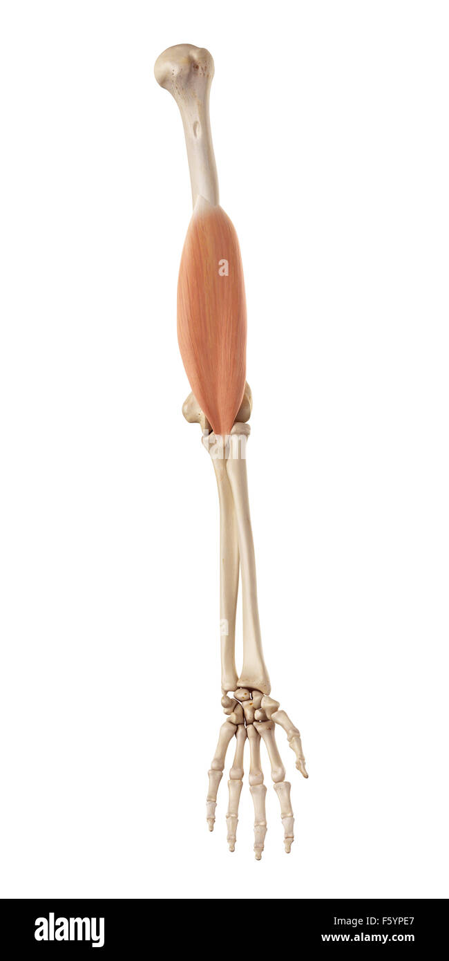 Medical accurata illustrazione del brachialis Foto Stock