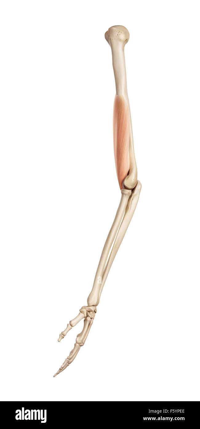 Medical accurata illustrazione del brachialis Foto Stock