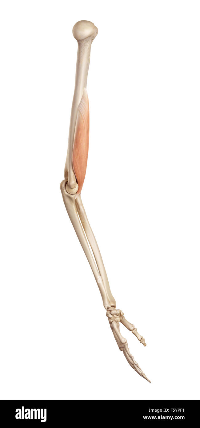 Medical accurata illustrazione del brachialis Foto Stock