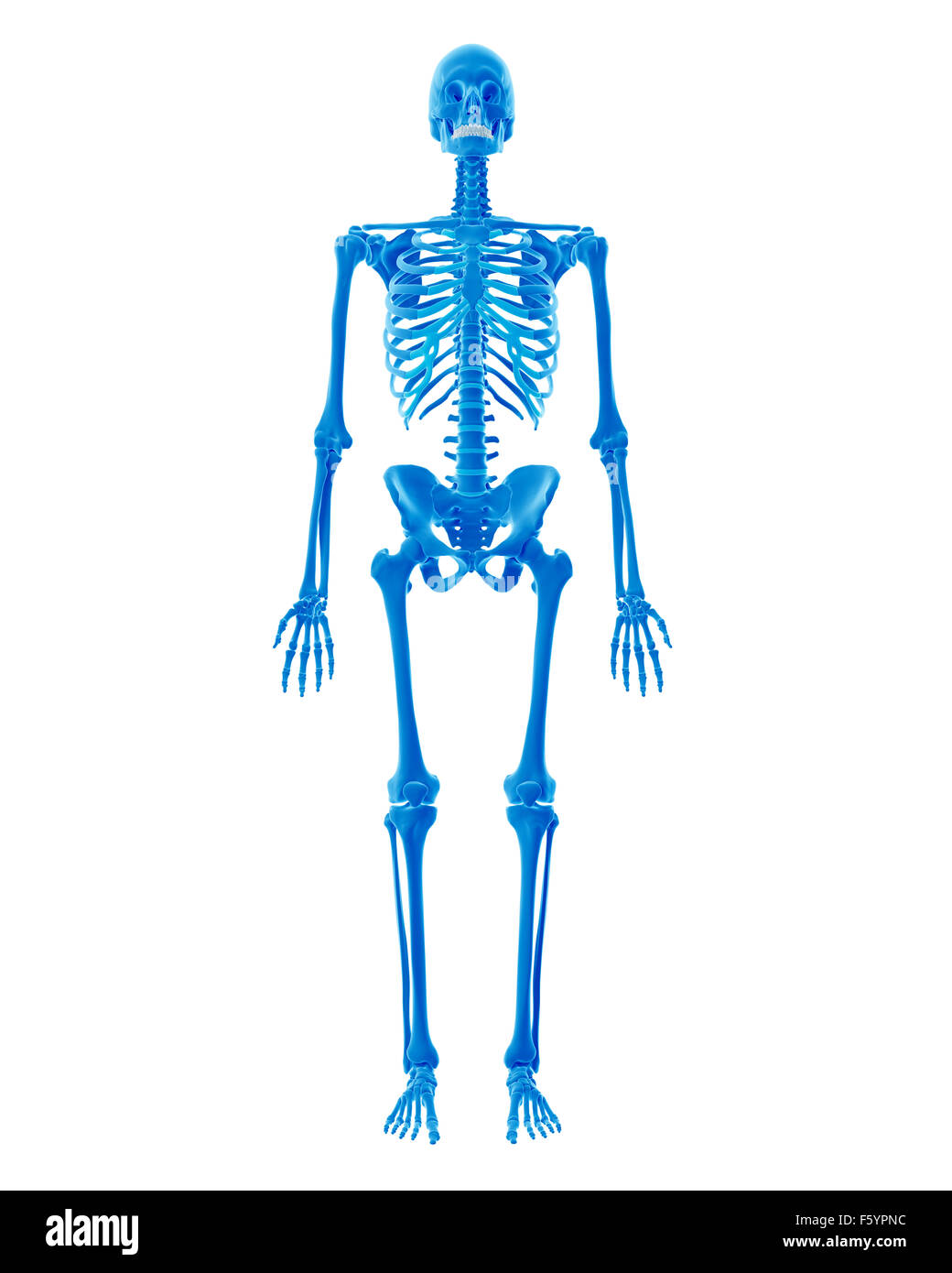 Dal punto di vista medico illustrazione accurata dello scheletro umano Foto Stock