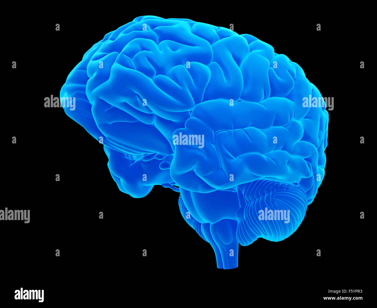 Dal punto di vista medico illustrazione accurata del cervello Foto Stock