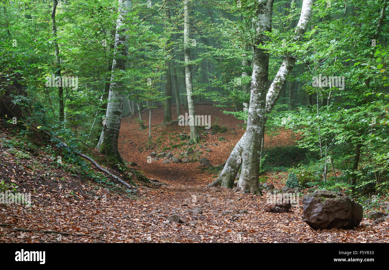 Foresta di La Fageda de Jorda vicino a Olot, Girona, Catalogna. Foto Stock