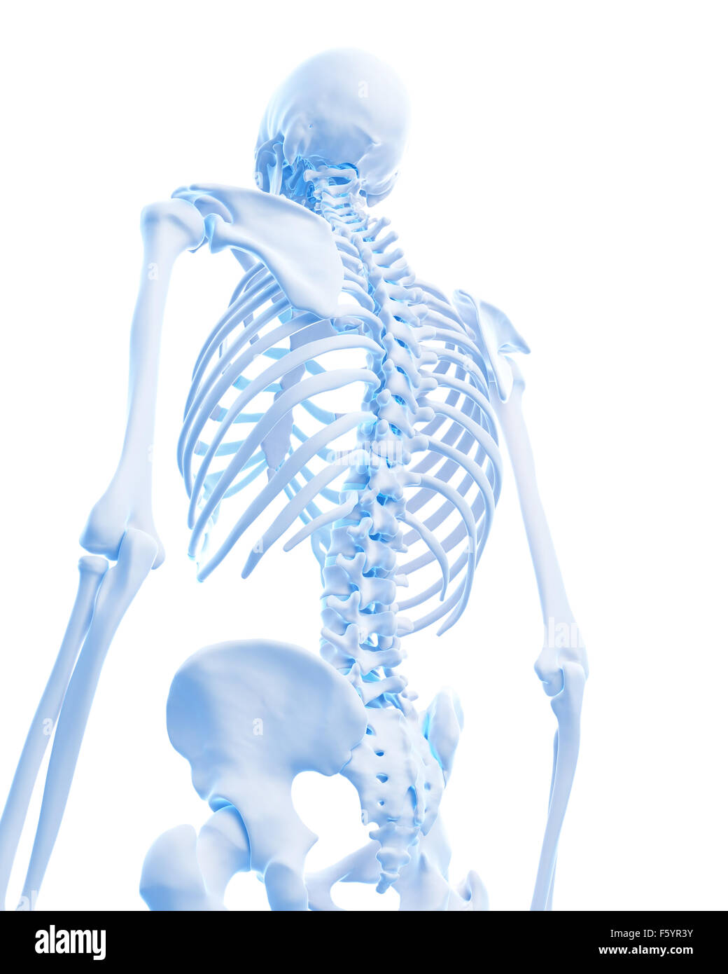 Dal punto di vista medico illustrazione accurata del muscolo scheletrico indietro Foto Stock