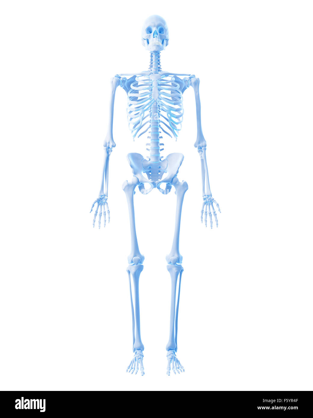 Dal punto di vista medico illustrazione accurata dello scheletro umano Foto Stock