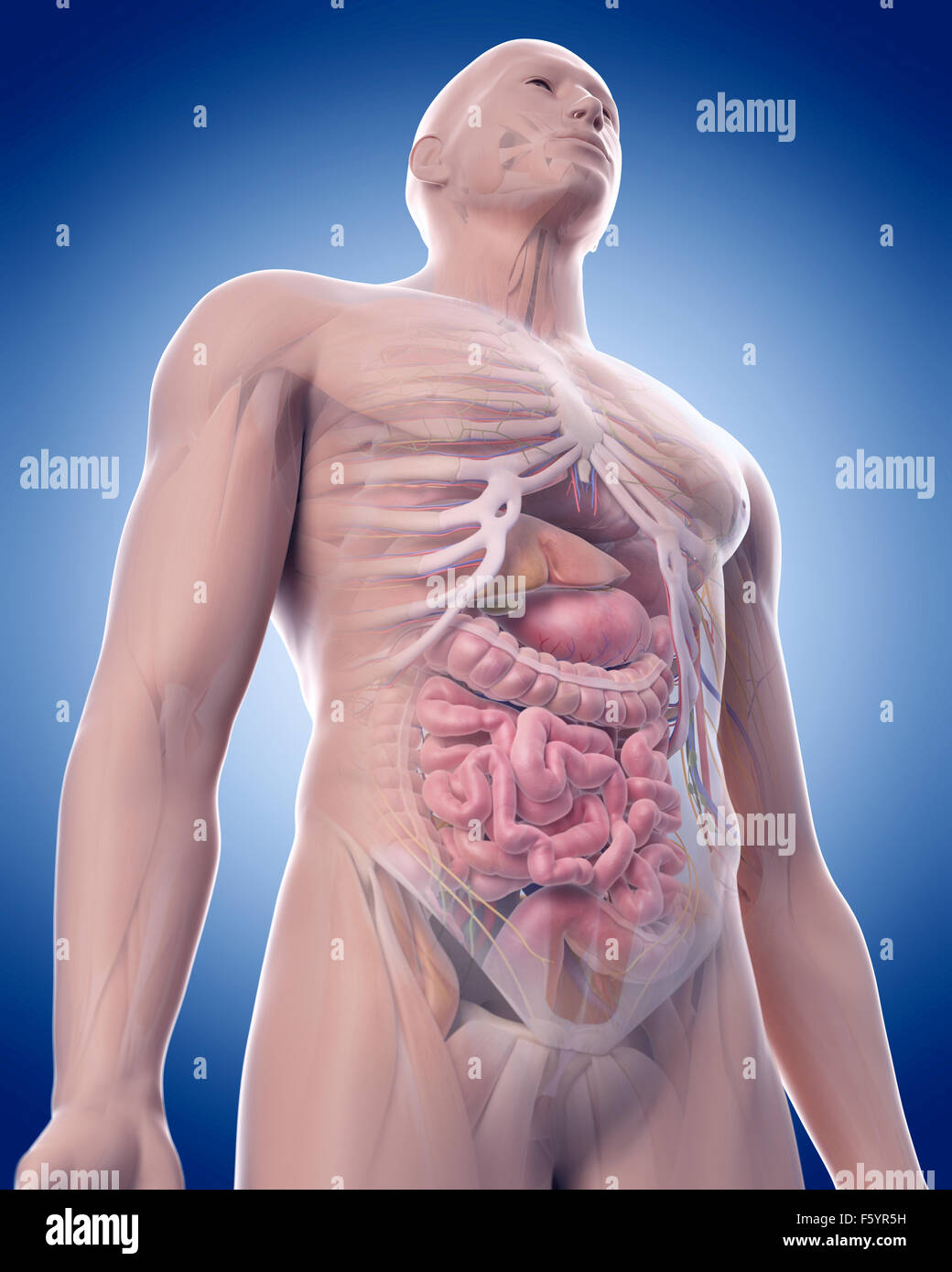 Dal punto di vista medico illustrazione accurata dell'ANATOMIA ADDOMINALE Foto Stock