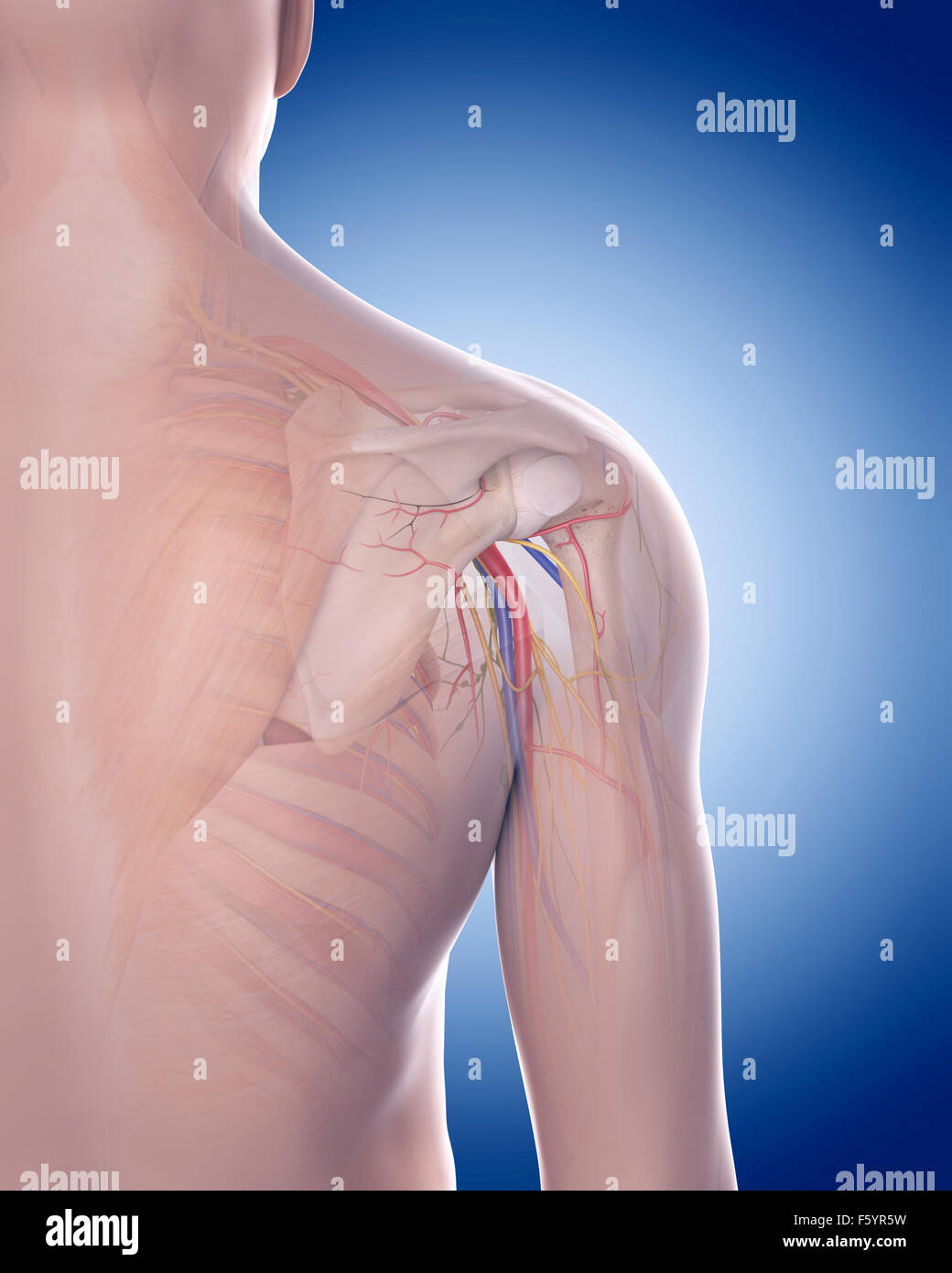 Dal punto di vista medico illustrazione accurata della spalla anatomia Foto Stock