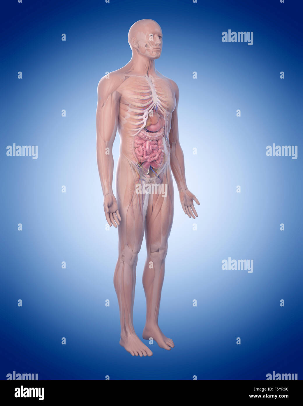 Dal punto di vista medico illustrazione accurata dell'anatomia umana Foto Stock