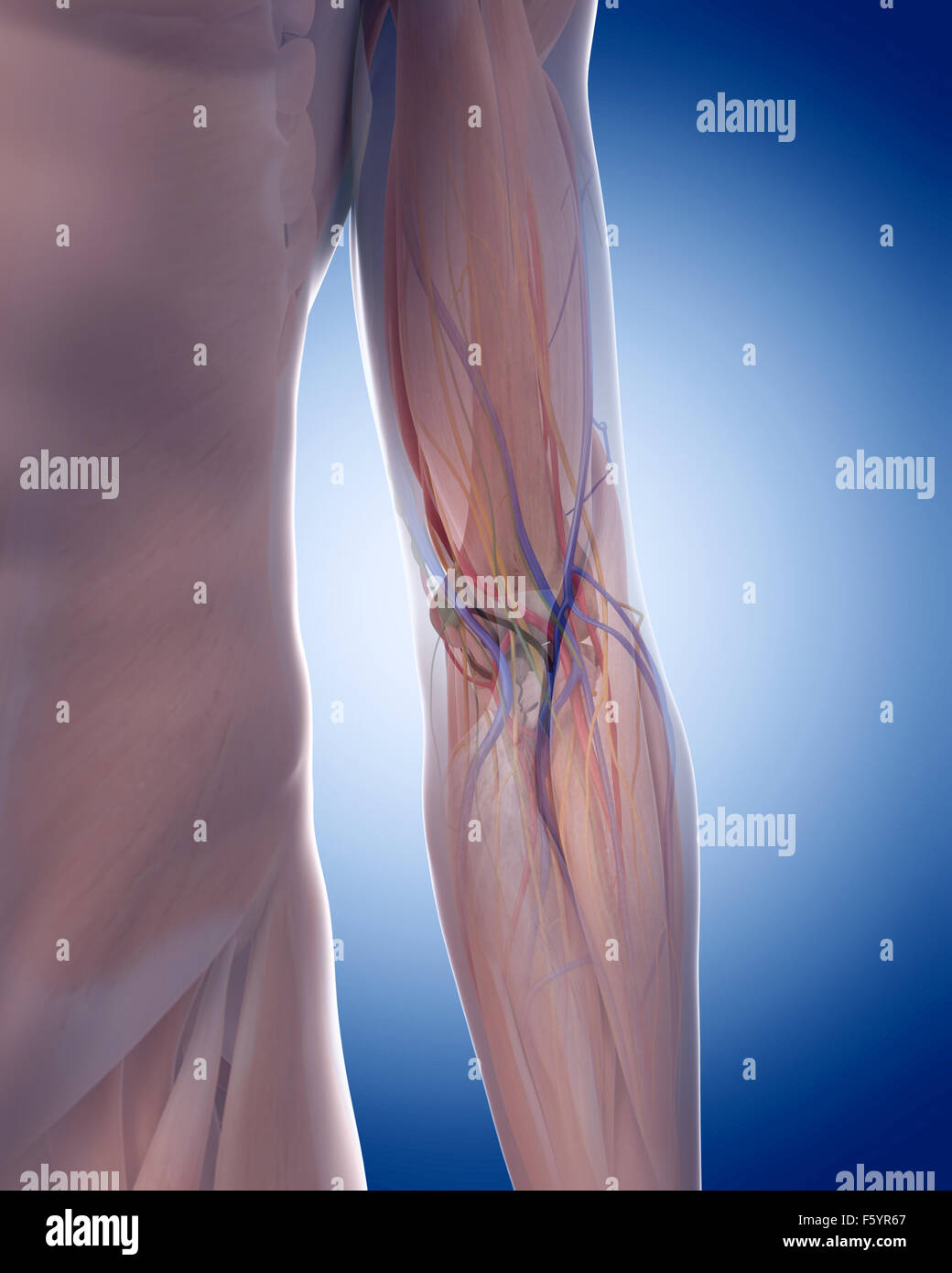 Dal punto di vista medico illustrazione accurata del gomito anatomia Foto Stock